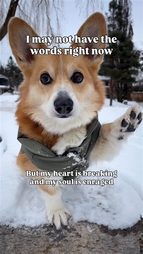 Archie the Corgi 🇨🇦 Dog Friendly Adventures on Instagram: "If you aren’t angry you aren’t looking. We cannot look away from the atrocities of the world. An ICU nurse was shot and killed for protecting women and filming violence. Minneapolis has been terrorized for days. I’m honoured to witness the strength of Minnesotans and urge everyone to take time to not only see what is happening but to honour the rage and fear. I don’t have words for it all, or maybe I have more words than I can put in a