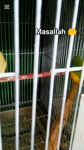 19K views · 867 reactions | Mating dance. #highlightseveryonefollowers #foryouシ #gouldianbaby #gouldianfinch #gouldian #birdsdance #dancereels #dance | SB Birds & Fish | Facebook