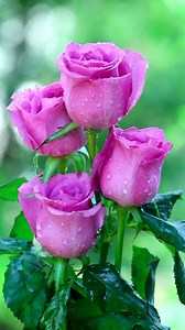 63K views · 7.8K reactions | Beautiful Roses | Roses | Facebook