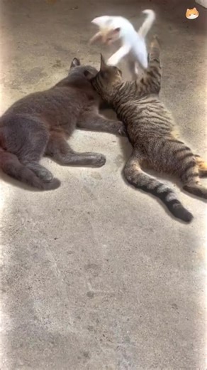 Adorable Rigby Cat Moments That Will Make You Smile