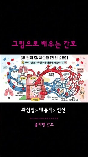 시험에 무조건 나오는 체순환 경로 핵심 요약 💯 #간호조무사시험 #간호조무사자격증