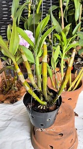 2 advantages of growing orchids using the hanging method: 1. Maximum air circulation Hanging orchid roots receive excellent air circulation, which will impact root health. 2. Perfect drainage Water can drain directly without pooling in the pot, reducing the risk of root rot. and here's how to plant orchids using the hanging method using a pot Hope it is useful Happy gardening orchids #plantingorchids | Ratna Wati