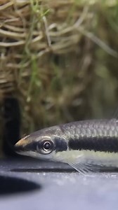 15K views · 153 reactions | The Do-It-All Algae Eater #aquariumcoop #aquariumadvice #algaeeater | Aquarium Co-Op | Facebook