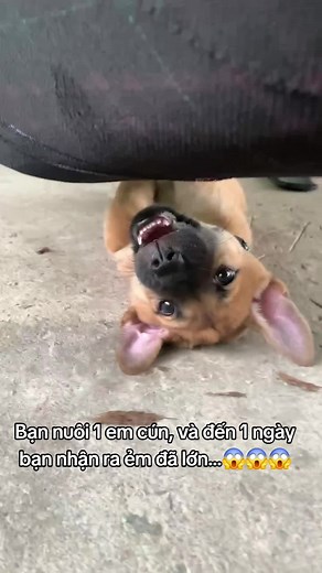 PET CƯNG - SIÊU THỊ THÚ CƯNG trên TikTok