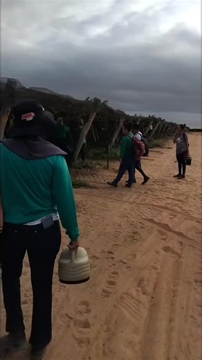 #foryou #uva #valedosãofrancisco #petrolina | Wiris Lima