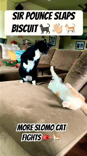 Older Cat slaps kitten silly #slap #fighting #cat #kitten #epic #funny #punch #legend