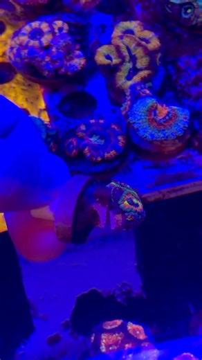 Holy grail micromussa