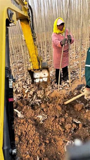 Amazing Tree Spade Excavator in Action! #shorts