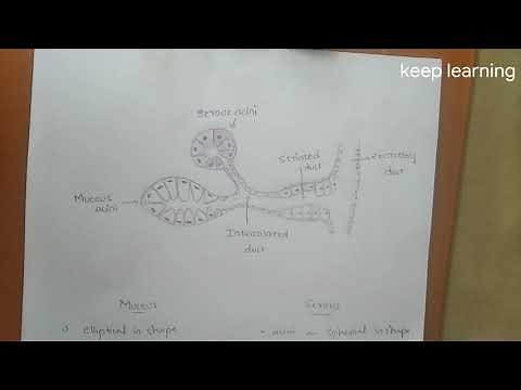 DIFFERENCE BETWEEN SEROUS AND MUCOUS ACINI || SALIVARY GLANDS || KEEP LEARNING