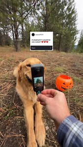 19K views · 9.7K reactions | Loved seeing all of your costume ideas! Which one is your favorite?  pt. 2? #goldenretrieverpuppy #dogcamera #dogpov #zoomies #goldenretriever #dogrunning #cutedogs #dogzoomies #bringyourdog #halloween #insta360x5 @insta360 | Willy Willy | Facebook