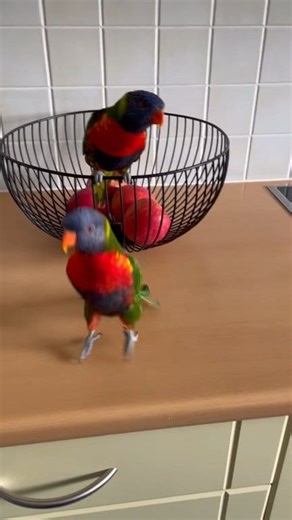14K views · 350 reactions | Most Beautiful Parrots 列 Rainbow...