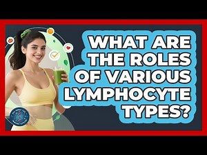 What Are The Roles Of Various Lymphocyte Types? - All About the Immune System