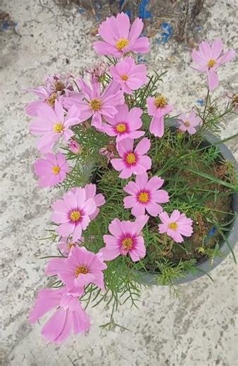 Pink Cosmos Flower Blooming 🌿 | Simple Garden Beauty