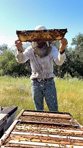 Checking this apiary’s nectar flow! 🌸🐝 #california #bees #nectar #beekeeper #beekeeping #savethebees #insects #animals | California Bee Company