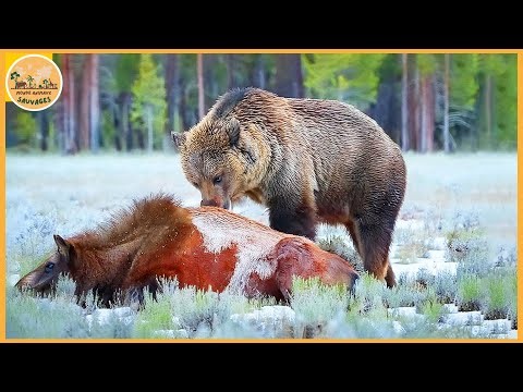 Les attaques d’ours grizzlis les plus folles jamais filmées | Monde animaux sauvages