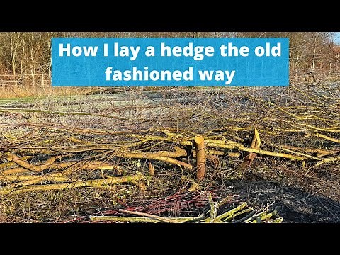How I lay a hedge the old fashioned way.