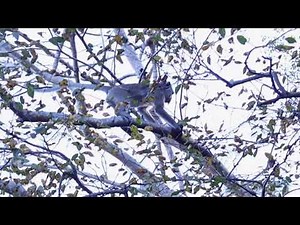 Join the Adventure: Watch a Monkey Jump from Branch to Branch #cutemonkeyvideo #monkeylife #Wildlife