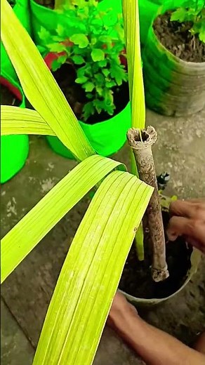 How To Grow Gladiolus blub #𒆜foryou ‪@namitaskitchengarden9693‬