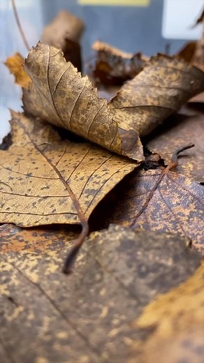 Another day, another face-sized spider eating a tropical cockroach for dinner 🪳💥🕷️This is Aragog, my female Guyanese burgundy Goliath bird-eating tarantula (Theraphosa stirmi). Here she is, enjoying a sizeable discoid cockroach for dinner! These are some of the largest spider species in the world 🕷️🌎! They can attain a leg span of 10-12 inches! • #reptiliatus #spider #tarantula #theraphosa #theraphosastirmi #burgundygoliathbirdeater #reels #viral #instagram #tarantula #tarantulasofinstagram