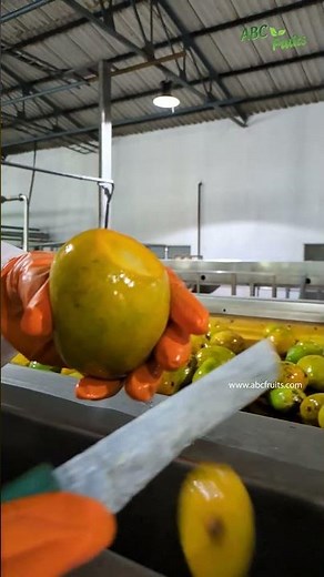 Alphonso mango puree processing