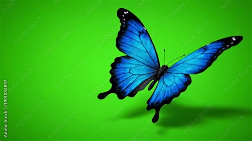 Green Screen morpho menelaus blue butterfly flying on a background beautiful 3d animation with passes of shadow and global illumination 4k scene 3 distortion, overlay, glitch, static noise, scan lines