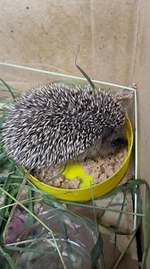 Meet Spikey the baby Hedgehog rescued by Tammy who did an amazing job caring for it whilst I collected it, probably around 4 to 5 weeks old and it’s now off to wath hedgehog rescue | The Mouse family that live by the brambles