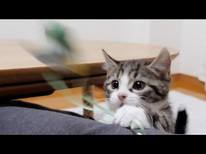 Kittens break their favorite toys