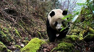 Why do panda bears eat bamboo?