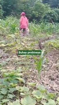 farmers life #highlights #follower #shorts #provincelife