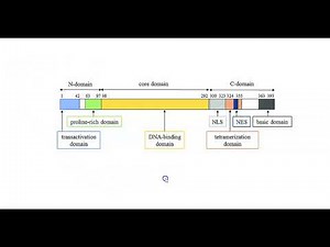 Protein Structure and Domains