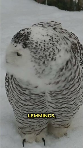Snowy Owls Facts! #wildlife #animalfacts #owl