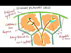 DESCRIBING FINDINGS ON HRCT CHEST AND CONCEPT OF SECONDARY PULMONARY LOBULE PART-1