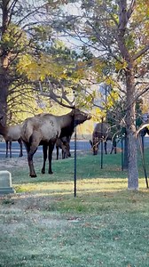 82 reactions · 7 comments | Bull elk mating season. | Mark Bradshaw | Facebook