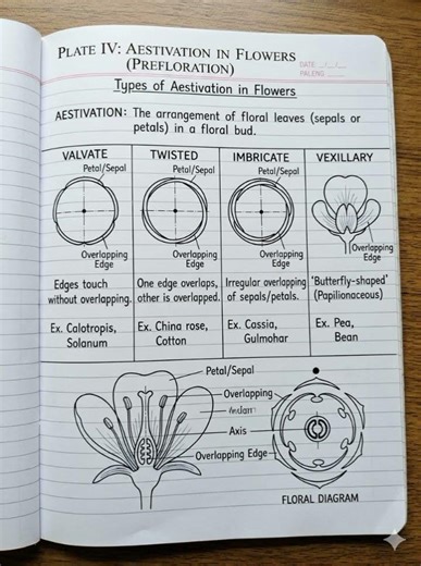 Types of aestivation in flowers 🌷#botany #bsc 2nd year 🧿📍✅📒💬
