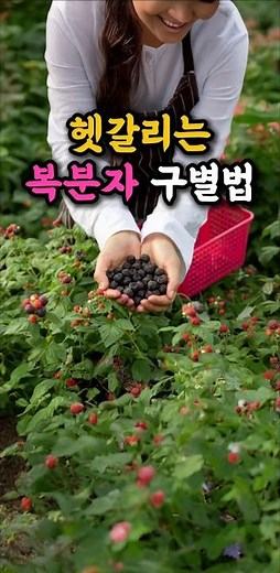 복분자 어디까지 알고 계십니까 ?#복분자구별법 #용도에 맞는 복분자구별법