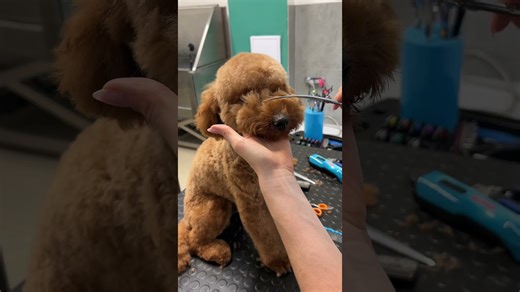 Poodle face grooming transformation: Before & after haircut tutorial