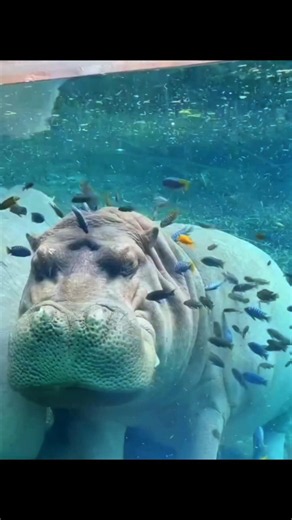 🦛 How Does a Hippo Sleep Underwater? 😱 | Amazing Hippo Facts