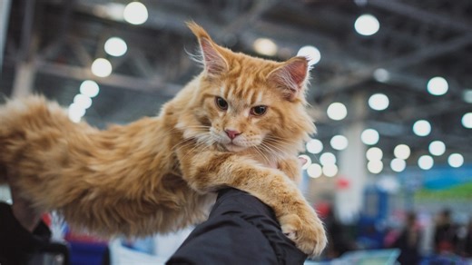 Pet expo, concerts, comedy shows highlight Columbus’ busy weekend lineup