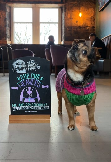 Wee Alice wants you to know we are dog friendly! Dogs are welcome in our bar and outdoor areas 🐾 #pawfriendlypaisley #dogfriendly #dogfriendlypaisley