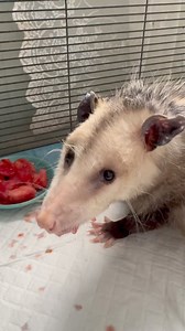 102K views · 8.7K reactions | There's just nothing better than an opossum eating watermelon. It's ASMR at its finest and it never gets old. Mama opossum had this as her afternoon snack. #opossum #asmr | WEST Wildlife Rehab | Facebook