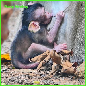 10K views · 289 reactions | Newborn baby monkey look so alert, Mommy very well nursing baby monkey so well! | RESEP Monkey | Facebook