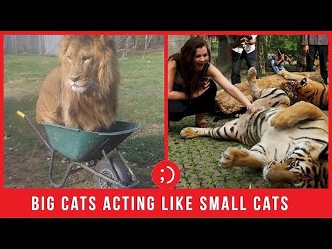 Funny Big Cats Acting Like House Cats Compilation