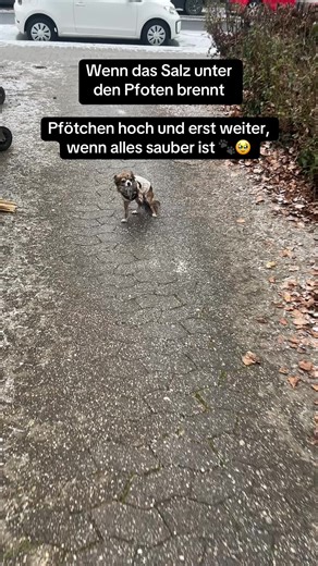 Chihuahua: Winterspaß und Pfotenpflege für Hundebesitzer