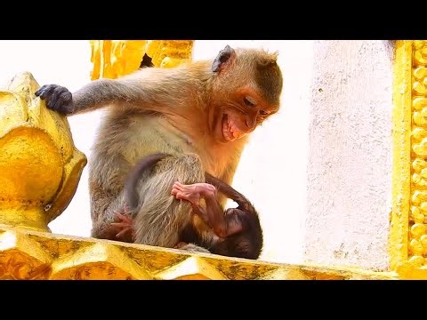 🔴Live: First Mom Rejected Love From Newborn Baby By Tries To Push Baby Out From Her