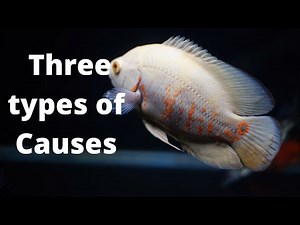 Do Oscar Fish Change Color? – 3 types of Causes of Oscar fish color change