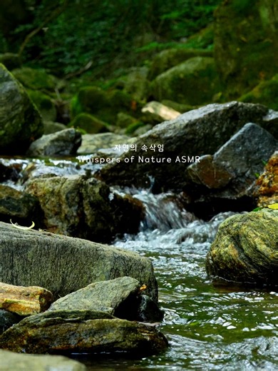 🌿 The moment you play this, your room becomes a forest. 💧 Sleep & Focus, Healing ASMR | Whispers of Nature ASMR 💧 수면 & 집중, 힐링 ASMR | 자연의 속삭임 ASMR 🍃 When you need a pause after a long, exhausting day, close your eyes and listen to the forest stream. The crystal-clear sound of water flowing over the rocks and the serene birdsong will transform your space into a peaceful woodland. ➡️ Click the link in my bio for the full 8-hour version! 🔗 ✨ Tag a friend who needs this peace right now! #물소리 #수면