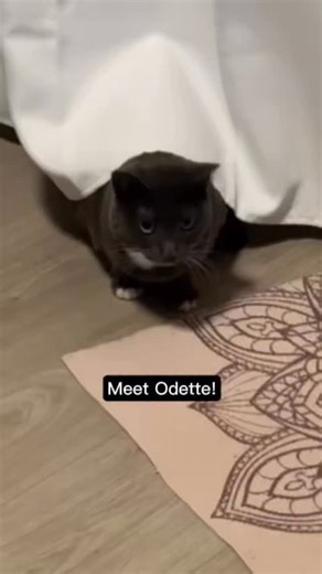 Introducing...Odette! She’s been at the shelter since early October and is waiting to find her new home. She is a sweet gal who loves treats and prefers to explore & play at night while everyone is asleep. Though she is shy around people, she has been getting braver in her foster home with some laser and wand playtime. She would do well in a quiet home with patient and loving humans who can help her continue to come out of her shell. Odette would love to join your family! Her new people can name