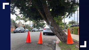 After months of complaints city workers remove leaning Monterey Cypress tree in La Jolla