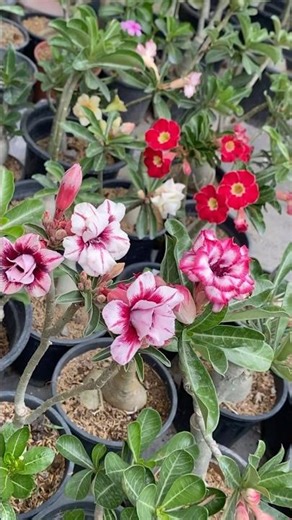 #ytshorts #viral #gehrahua