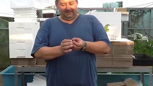 Tigerlotus (Nymphaea lotus)